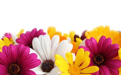 Mother’s Day Sunday 19th March